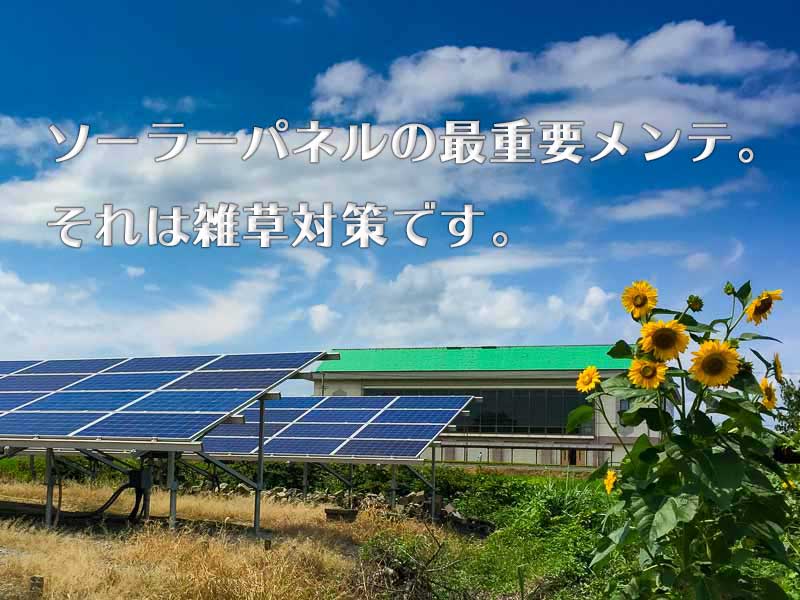 ソーラーパネルの最重要メンテ。それは雑草対策です。
