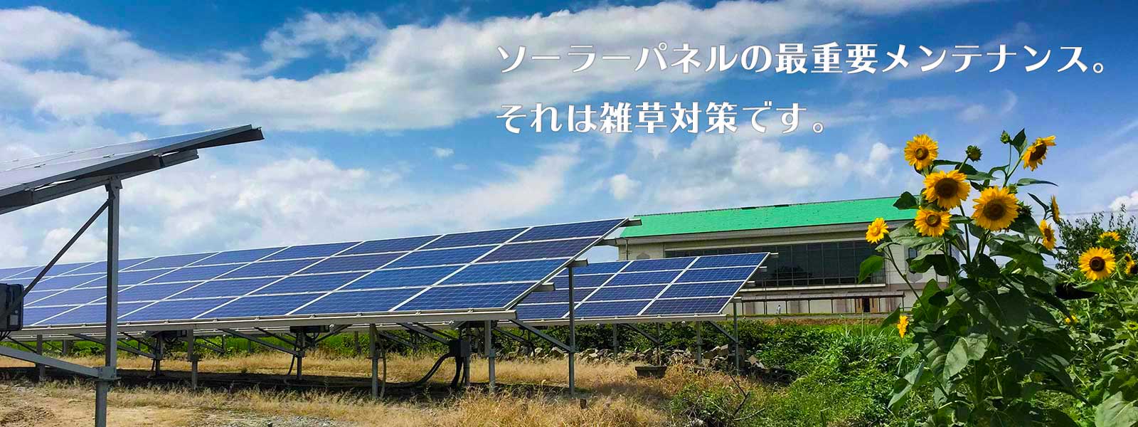 ソーラーパネルの最重要メンテナンス。それは雑草対策です。